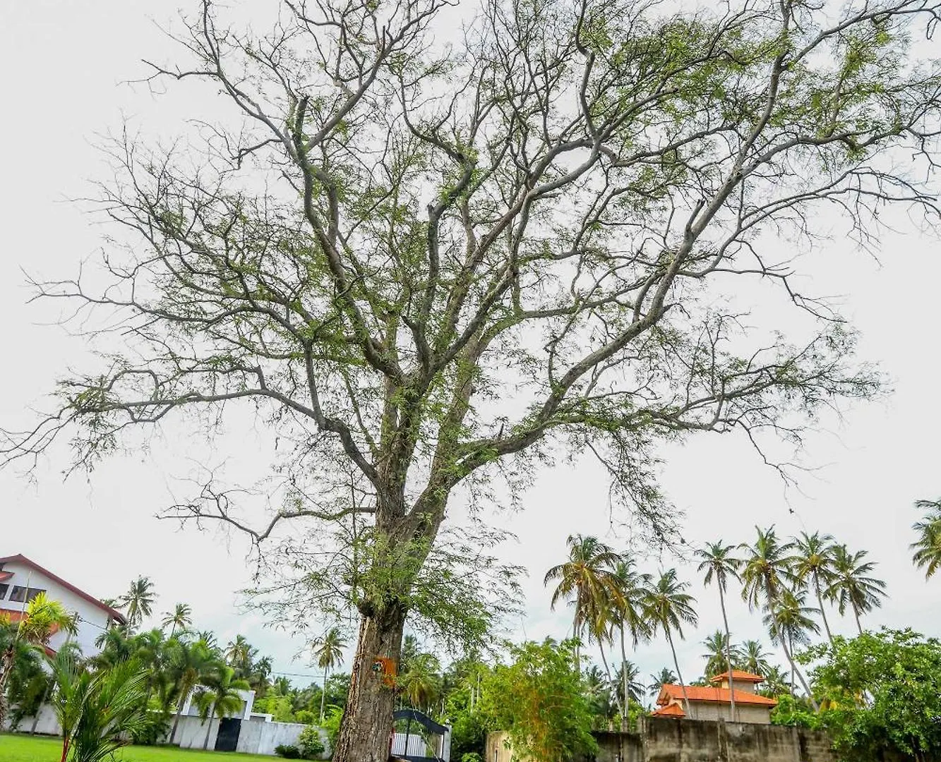 Hotel Lagoon House Negombo